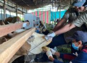 Jelang Idul Adha, DPKP Kota Palangka Raya Gencarkan Vaksinasi Hewan Qurban