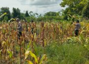 Polisi Rawat Kebun Jagung di Jekan Raya, Wujud Nyata Dukung Program Pangan
