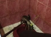 Biawak Besar Masuk Rumah Warga di Palangka Raya, Dievakuasi Tim Rescue BPK Kamboja