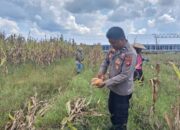 Polsek Rakumpit Tinjau Kebun Jagung Poktan Elea Farm, Dorong Program Ketahanan Pangan
