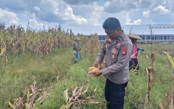 Polsek Rakumpit Tinjau Kebun Jagung Poktan Elea Farm, Dorong Program Ketahanan Pangan