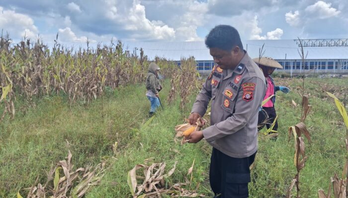 Polsek Rakumpit Tinjau Kebun Jagung Poktan Elea Farm, Dorong Program Ketahanan Pangan