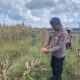 Polsek Rakumpit Tinjau Kebun Jagung Poktan Elea Farm, Dorong Program Ketahanan Pangan